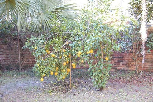 17-Lemon-Tree